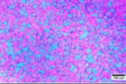 Однородная поперечная зернистая структура